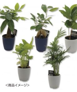 ミニ観葉セレクションおまかせアソート１個